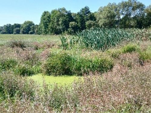 Wiese und Bäume im Hintergrund